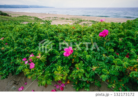 【新潟県_佐渡市】花の島 初夏を彩る素浜海岸 6月 132173172
