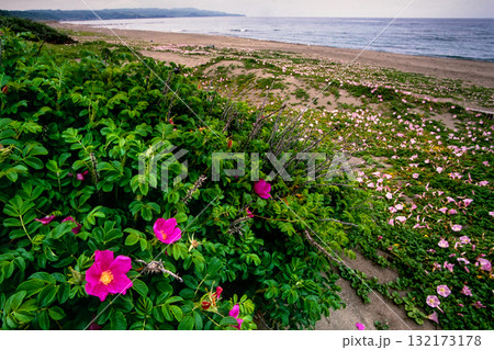 【新潟県_佐渡市】花の島 初夏を彩る素浜海岸 6月 132173178