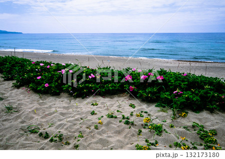 【新潟県_佐渡市】花の島 初夏を彩る素浜海岸 6月 【新潟県_佐渡市】花の島 初夏を彩る素浜海岸 6月 132173180