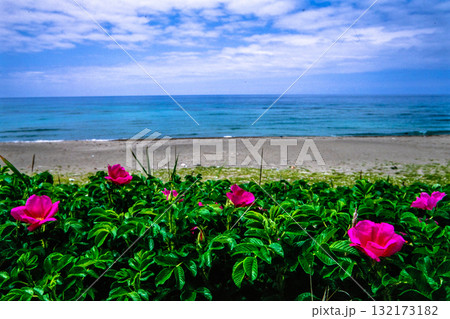 【新潟県_佐渡市】花の島 初夏を彩る素浜海岸 6月 132173182