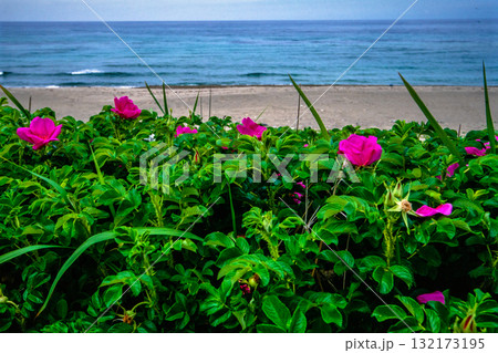【新潟県_佐渡市】花の島 初夏を彩る素浜海岸 6月 【新潟県_佐渡市】花の島 初夏を彩る素浜海岸 6月 132173195