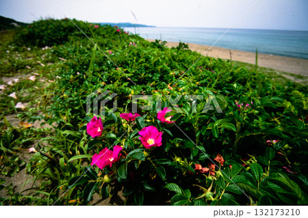 【新潟県_佐渡市】花の島 初夏を彩る素浜海岸 6月 【新潟県_佐渡市】花の島 初夏を彩る素浜海岸 6月 132173210