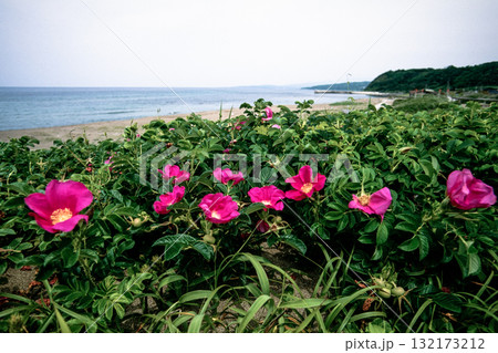 【新潟県_佐渡市】花の島 初夏を彩る素浜海岸 6月 132173212