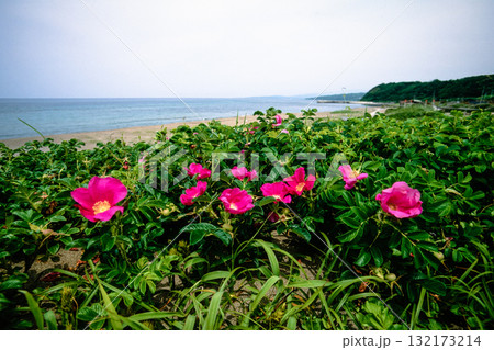 【新潟県_佐渡市】花の島 初夏を彩る素浜海岸 6月 132173214