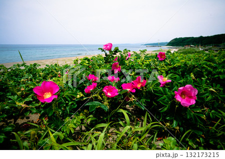 【新潟県_佐渡市】花の島 初夏を彩る素浜海岸 6月 132173215