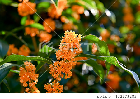 金木犀の花 132173283