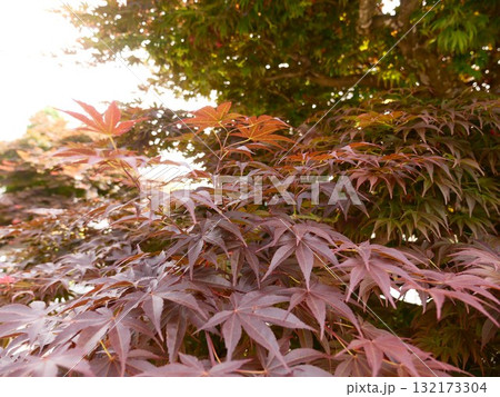 景色 風景 自然 132173304