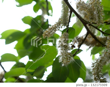 植物 工場 プランツ 132173309