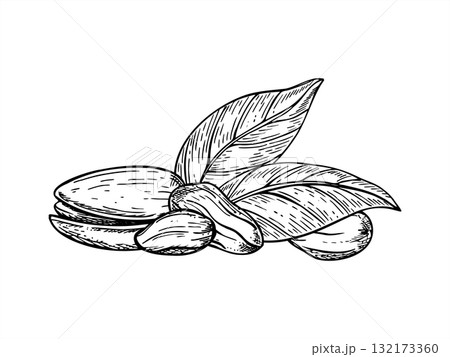Pistachio nuts with leaves monochrome vector line ink illustration. Healthy dried nut in shell and peeled seeds realistic graphic sketch. For food packaging, cookbooks, health blogs, website design Pistachio nuts with leaves monochrome vector line ink illustration. Healthy dried nut in shell and peeled seeds realistic graphic sketch. For food packaging, cookbooks, health blogs, website design 132173360