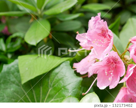 花 フラワー お花 132173402