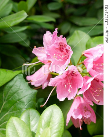 花 フラワー お花 132173403