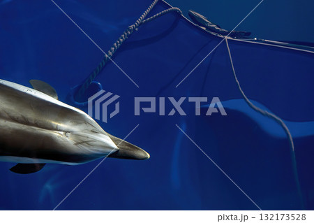Striped dolphin jumping from underwater on blue sea surface 132173528
