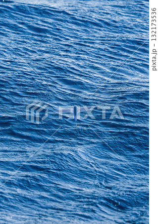 Exocoetidae Flying fish propel themselves out of the water to glide above the surface for hundreds of meters, not to fly, as a way to escape predators like dolphins and tuna. 132173536