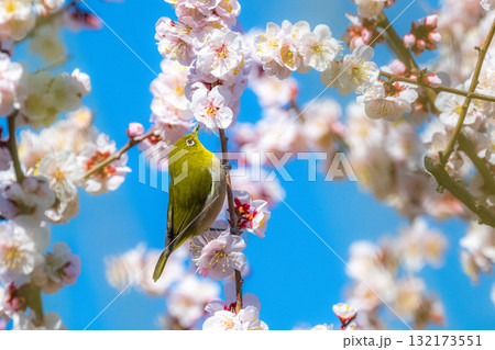 春の風物詩　梅とメジロ 132173551