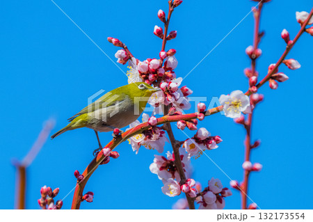 春の風物詩　梅とメジロ 132173554