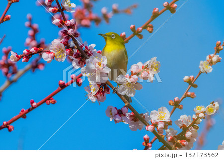 春の風物詩　梅とメジロ 132173562
