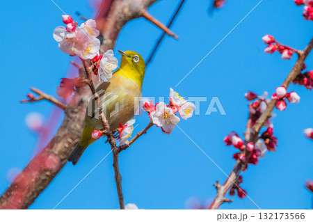 春の風物詩　梅とメジロ 132173566