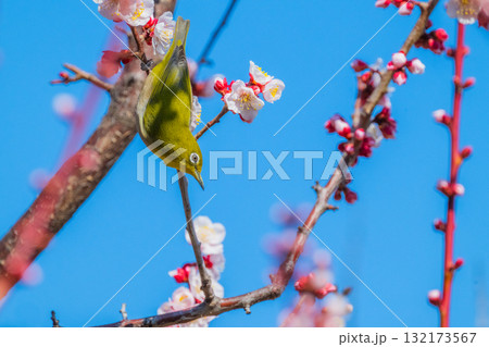 春の風物詩　梅とメジロ 132173567