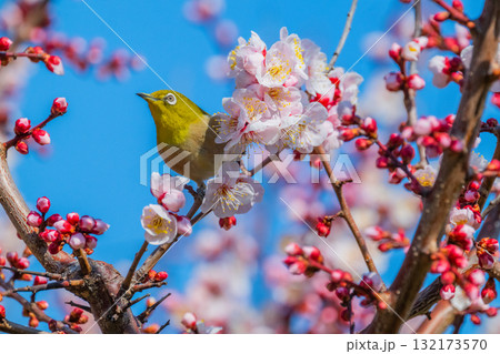 春の風物詩 梅とメジロ 春の風物詩 梅とメジロ 132173570