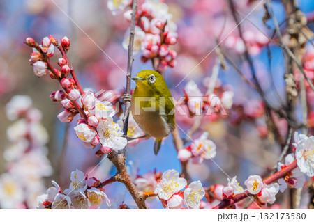 春の風物詩　梅とメジロ 132173580