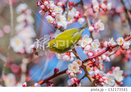 春の風物詩 梅とメジロ 春の風物詩 梅とメジロ 132173581