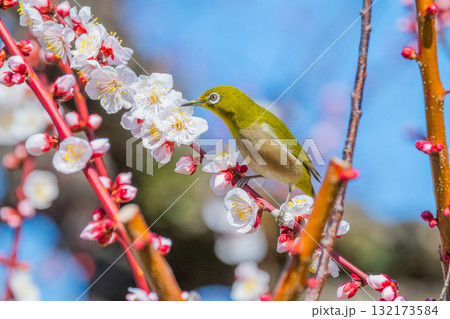 春の風物詩 梅とメジロ 春の風物詩 梅とメジロ 132173584