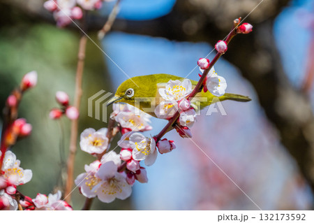 春の風物詩 梅とメジロ 春の風物詩 梅とメジロ 132173592