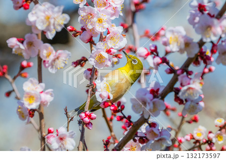 春の風物詩　梅とメジロ 132173597