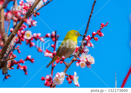 春の風物詩　梅とメジロ 132173600