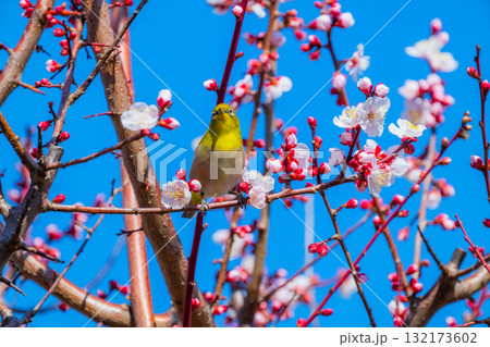 春の風物詩　梅とメジロ 132173602