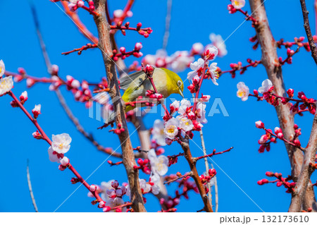 春の風物詩　梅とメジロ 132173610