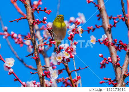 春の風物詩　梅とメジロ 132173611