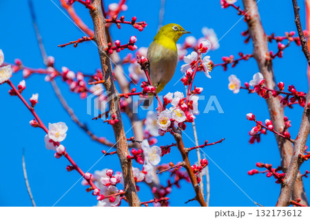 春の風物詩　梅とメジロ 132173612
