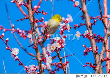 春の風物詩　梅とメジロ 132173613