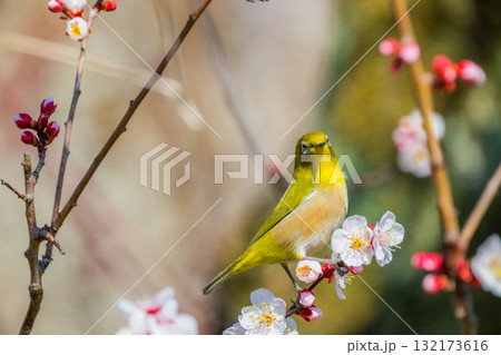 春の風物詩 梅とメジロ 春の風物詩 梅とメジロ 132173616