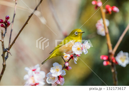 春の風物詩　梅とメジロ 132173617