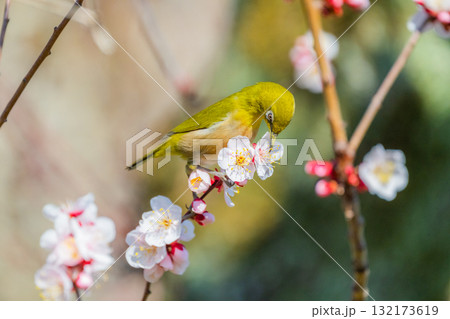春の風物詩　梅とメジロ 132173619
