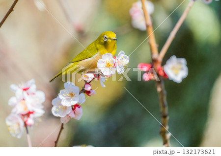 春の風物詩 梅とメジロ 春の風物詩 梅とメジロ 132173621