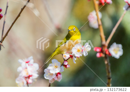 春の風物詩　梅とメジロ 132173622
