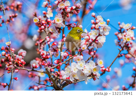 春の風物詩　梅とメジロ 132173641