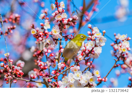 春の風物詩　梅とメジロ 132173642