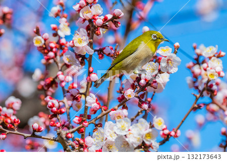 春の風物詩 梅とメジロ 春の風物詩 梅とメジロ 132173643