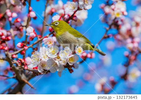 春の風物詩　梅とメジロ 132173645