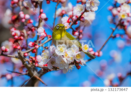 春の風物詩 梅とメジロ 春の風物詩 梅とメジロ 132173647