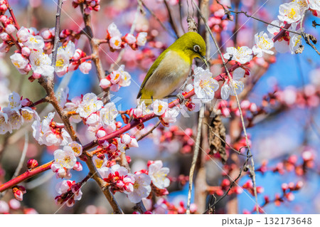 春の風物詩　梅とメジロ 132173648