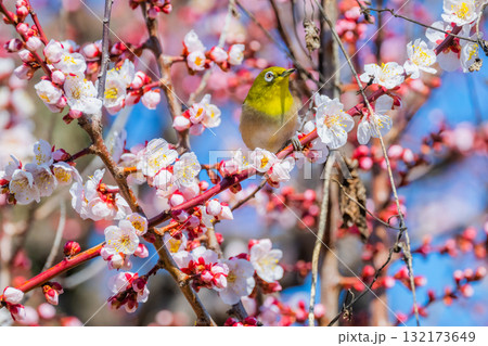 春の風物詩 梅とメジロ 春の風物詩 梅とメジロ 132173649