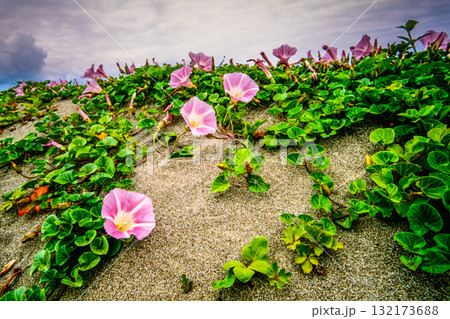 【新潟県_佐渡市】花の島 初夏を彩る素浜海岸 6月 132173688