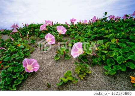 【新潟県_佐渡市】花の島 初夏を彩る素浜海岸 6月 【新潟県_佐渡市】花の島 初夏を彩る素浜海岸 6月 132173690