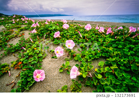 【新潟県_佐渡市】花の島 初夏を彩る素浜海岸 6月 132173691