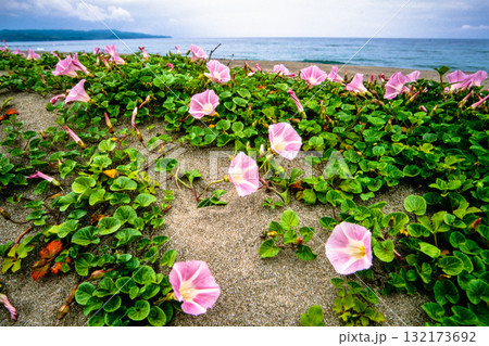 【新潟県_佐渡市】花の島 初夏を彩る素浜海岸 6月 【新潟県_佐渡市】花の島 初夏を彩る素浜海岸 6月 132173692